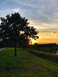 Trees on field against sky during sunset