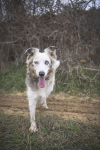 A border collie with bright blue eyes waits with one paw up