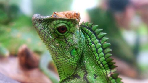 Close-up of lizard