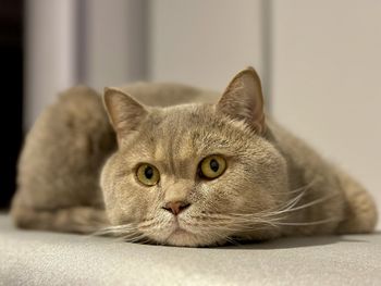 Close-up of cat