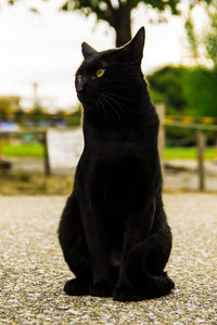 Close-up of black cat sitting outdoors