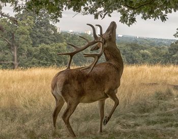 Full length of red deer standing on grassy field