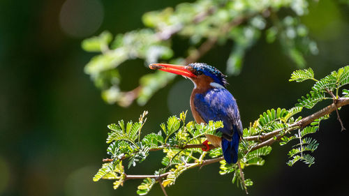 Close-up of bird perching on plant