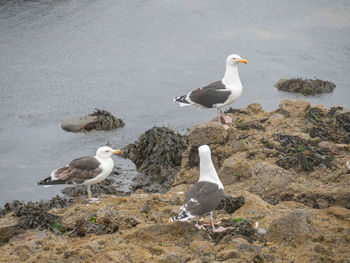 Seagulls perching on a beach