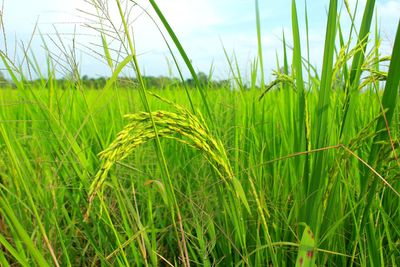 Close-up of crops growing on field against sky