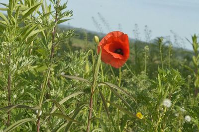 Close-up of red poppy blooming in field