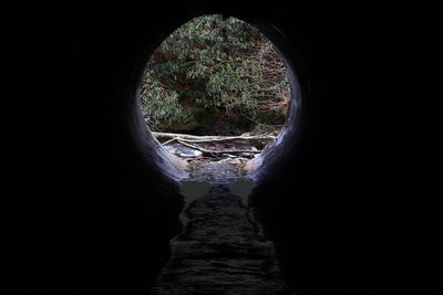 Trees in tunnel against sky