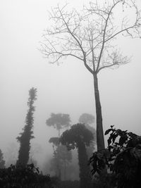 Bare tree on landscape against sky