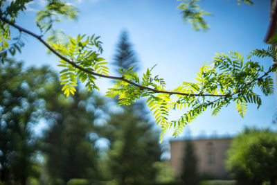Low angle view of tree against sky