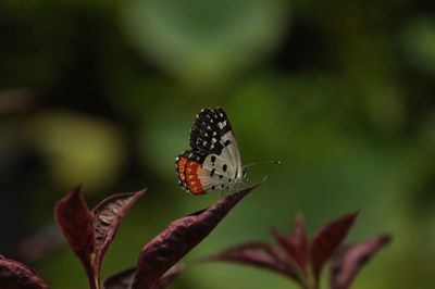 Close-up of butterfly pollinating on flower