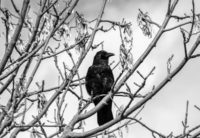 Low angle view of bird perching on branch