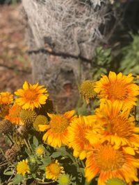 Close-up of yellow flowers