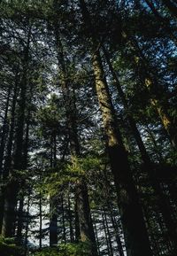 Low angle view of bamboo trees in forest