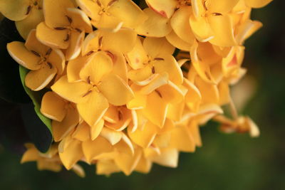 Close-up of yellow flowering plant