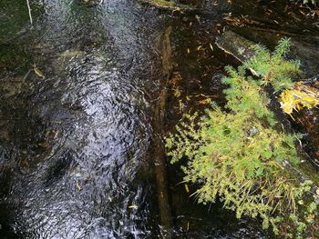 High angle view of stream flowing in forest