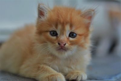 Portrait of ginger cat