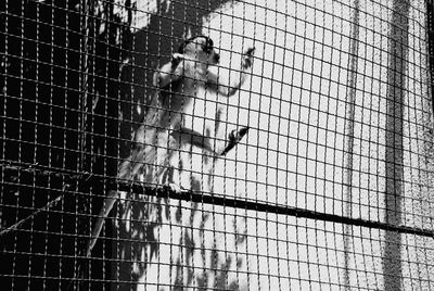 High angle view of men on metal fence