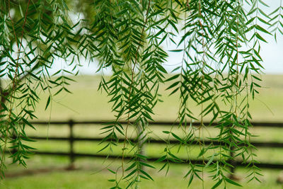 Close-up of pine tree