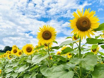 Close-up of yellow sunflower against sky