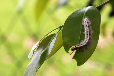 Close-up of insect on plant