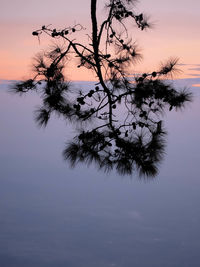 Silhouette tree against calm sea