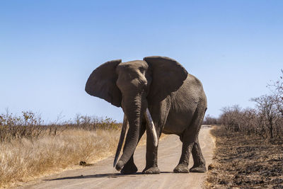 View of elephant on field against sky