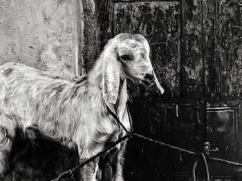 Close-up of sheep standing on wood