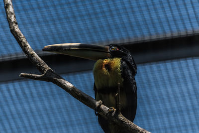 Low angle view of bird perching on tree