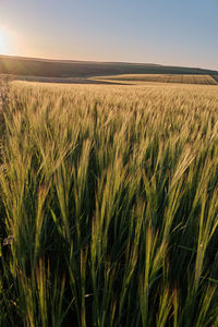 Scenic view of wheat field against clear sky