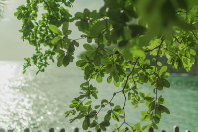 Close-up of leaves on tree