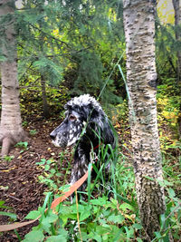 Dog in a forest