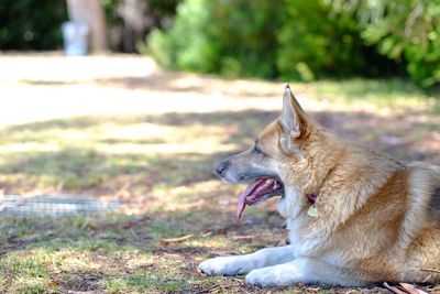 Side view of dog sitting on field