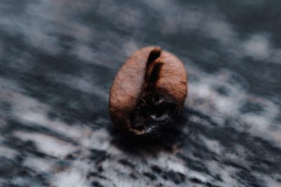 High angle view of shell on table