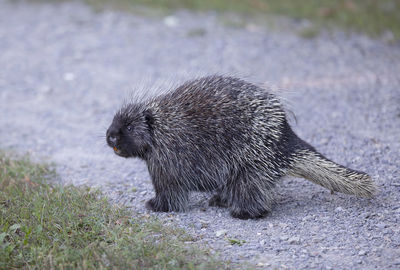 Close-up of an animal on land