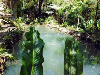 Scenic view of lake in forest