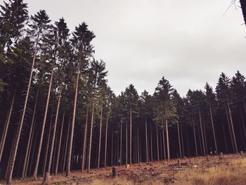 Trees in forest against sky