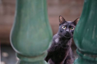 Curious cat outdoors