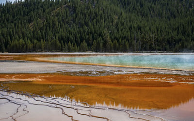 Beautiful grand prismatic spring with trees in background at yellowstone park