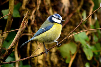 Close-up of bird perching on branch
