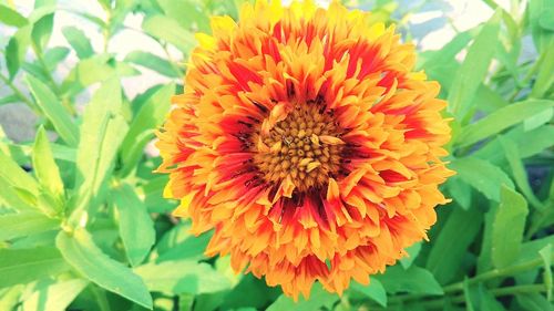 Close-up of orange flower