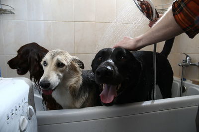 View of dogs in bathroom