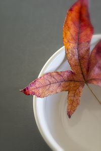 Autumn leaf lying in a white bowl.