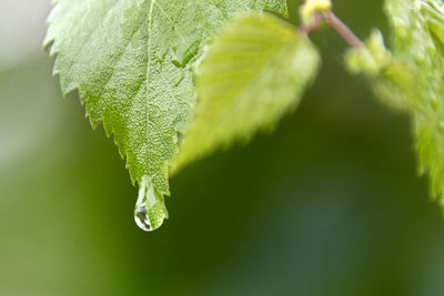 Close-up of water drops on leaves