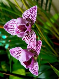 Close-up of flowers