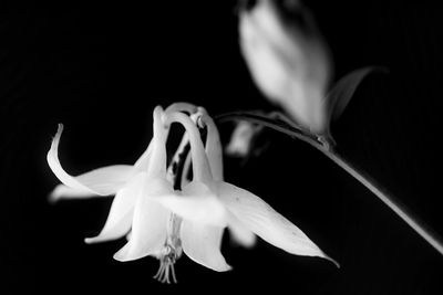 Close-up of white flower