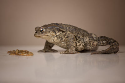 European brown toad looking at mealworms