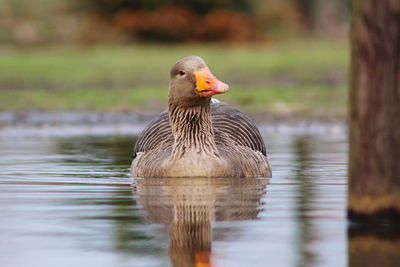 Duck swimming in lake