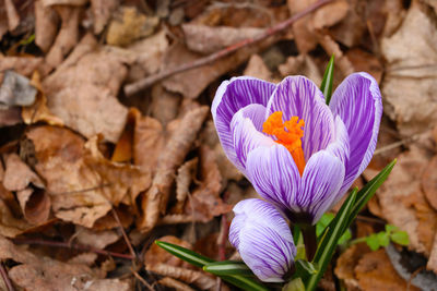 Close-up of purple crocus flowers on field