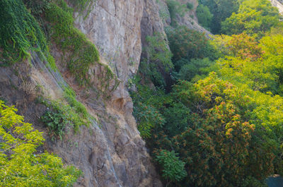 Scenic view of forest