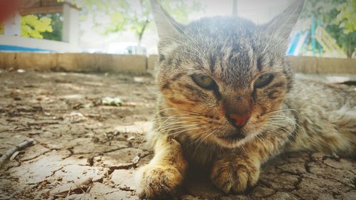Close-up of cat